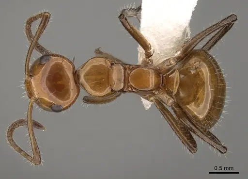 Camponotus dimorphus - CASENT0280124