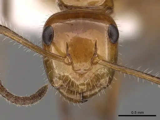 Camponotus dimorphus - CASENT0280124