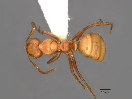 Camponotus dimorphus - CASENT0886729