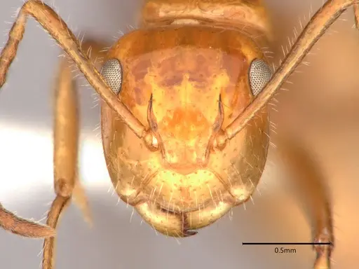 Camponotus dimorphus - CASENT0886729