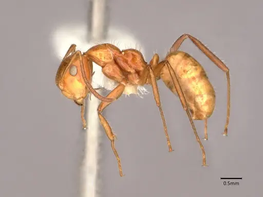 Camponotus dimorphus - CASENT0886729