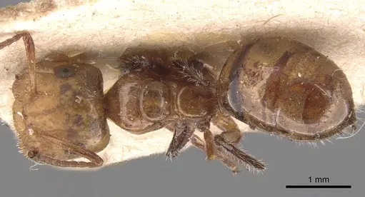 Camponotus dimorphus - CASENT0905522