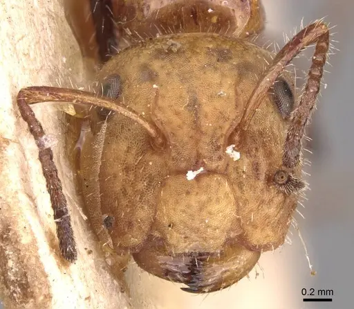 Camponotus dimorphus - CASENT0905522