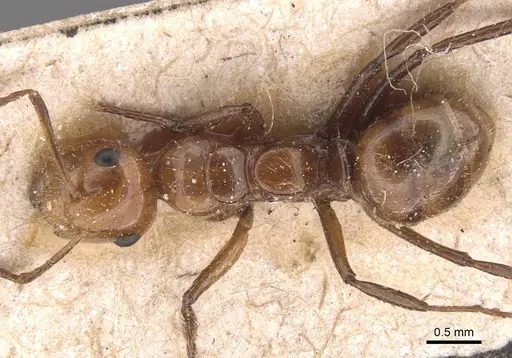 Camponotus dimorphus - CASENT0905523