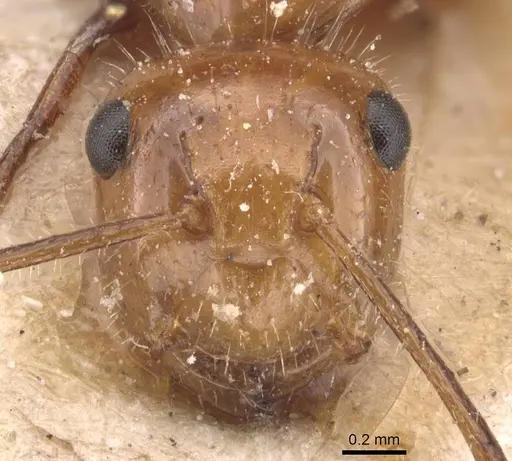 Camponotus dimorphus - CASENT0905523