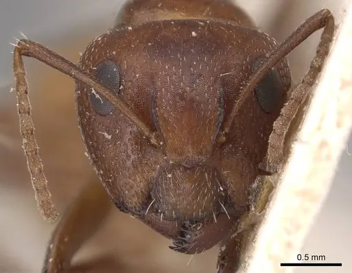 Camponotus diplopunctatus specimen