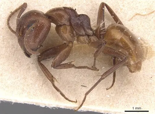 Camponotus diplopunctatus specimen