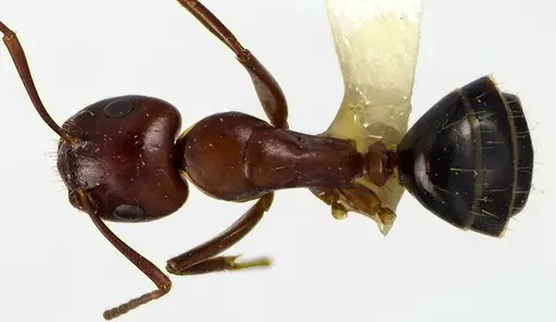 Camponotus discolor specimen
