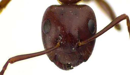 Camponotus discolor specimen