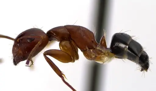 Camponotus discolor specimen