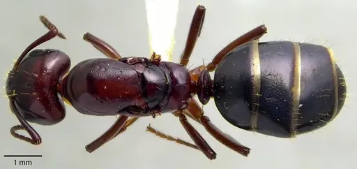 Camponotus discolor - ANTWEB1041717