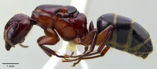 Camponotus discolor - ANTWEB1041717