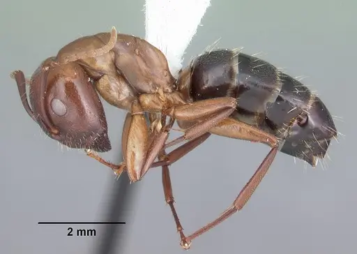 Camponotus discolor - CASENT0103668
