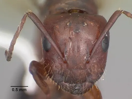 Camponotus discolor - CASENT0103669