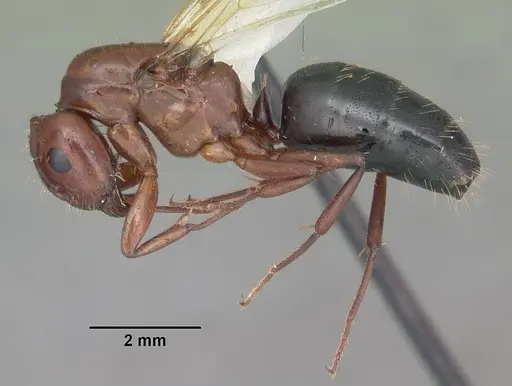 Camponotus discolor - CASENT0103669