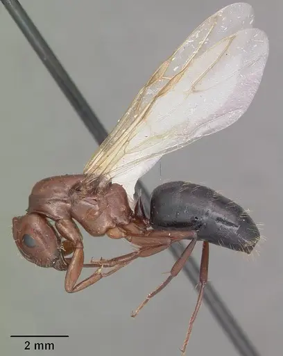 Camponotus discolor - CASENT0103669