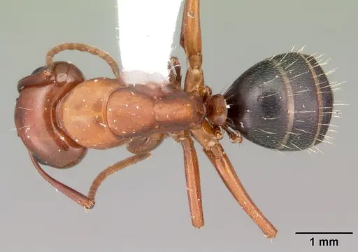 Camponotus discolor - CASENT0103670