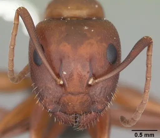 Camponotus discolor - CASENT0103670