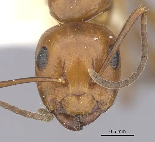 Camponotus discolor - CASENT0249369