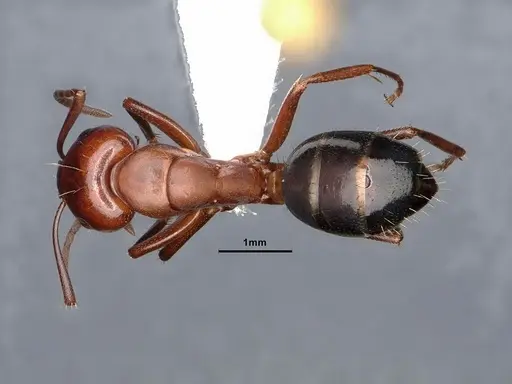 Camponotus discolor - CASENT0884337