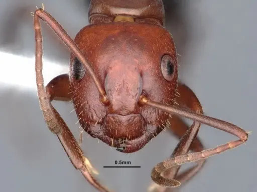 Camponotus discolor - CASENT0884337