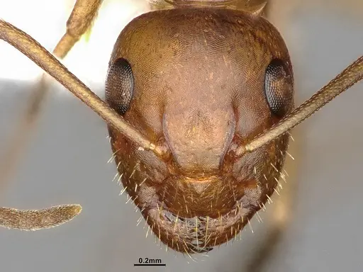 Camponotus discolor - MEM302218