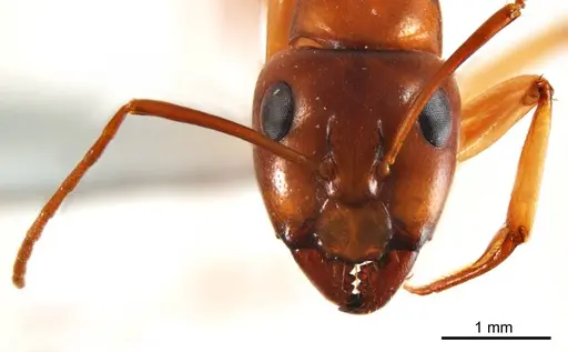 Camponotus discors specimen
