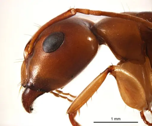 Camponotus discors specimen
