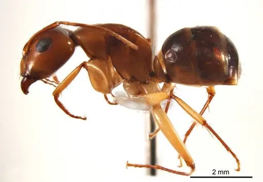 Camponotus discors - ANTWEB1008614
