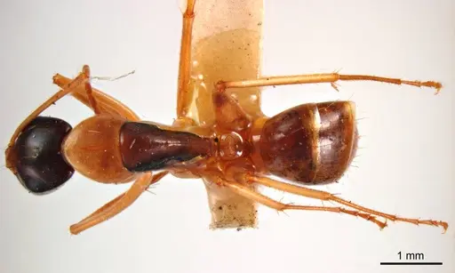 Camponotus discors - ANTWEB1008615