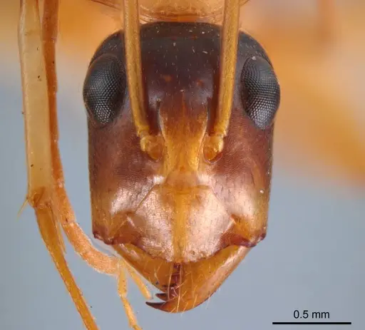 Camponotus discors - ANTWEB1008615