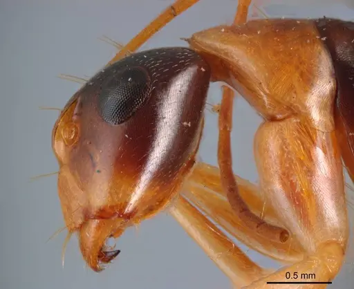 Camponotus discors - ANTWEB1008615