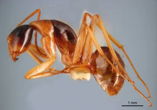 Camponotus discors - ANTWEB1008615