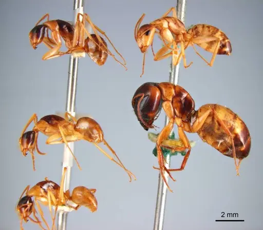 Camponotus discors - ANTWEB1008615