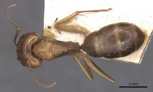 Camponotus discors - CASENT0905226