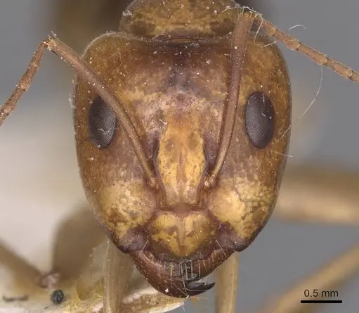 Camponotus discors - CASENT0905226