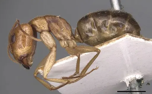 Camponotus discors - CASENT0905226