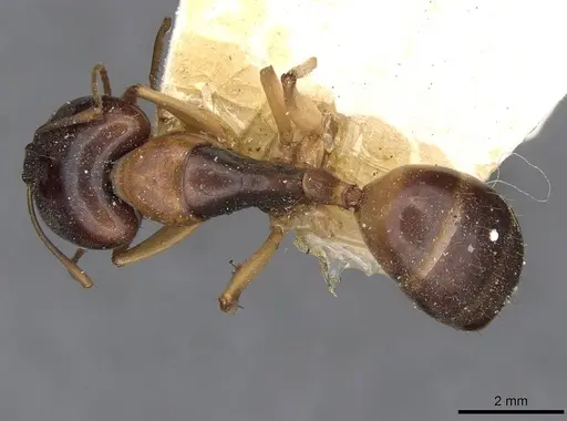 Camponotus discors - CASENT0910290