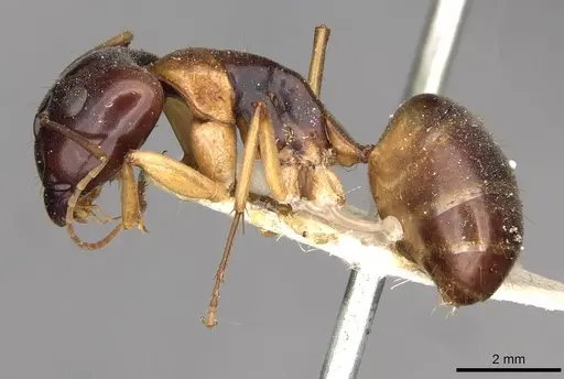Camponotus discors - CASENT0910290
