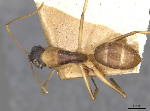 Camponotus discors - CASENT0910291