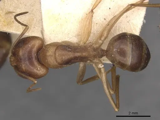 Camponotus discors - CASENT0910294