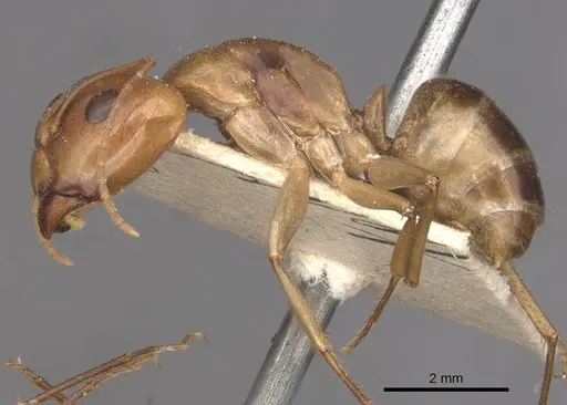 Camponotus discors - CASENT0910294