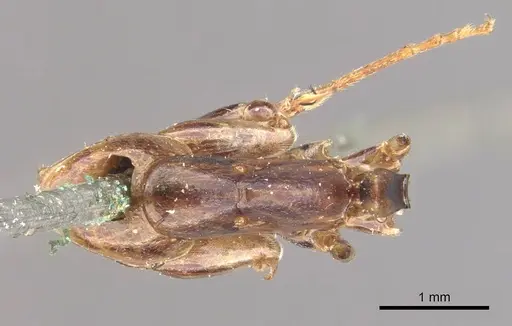 Camponotus discors - CASENT0910295