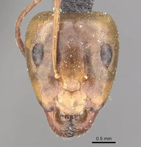 Camponotus discors - CASENT0910295