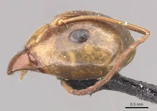 Camponotus discors - CASENT0910295