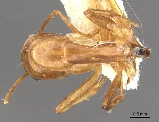 Camponotus discors - CASENT0910296