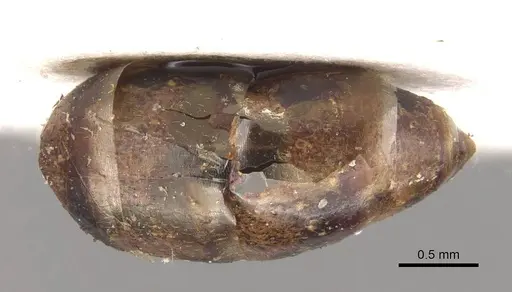 Camponotus discors - CASENT0910296