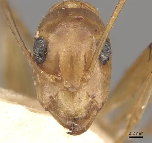 Camponotus discors - CASENT0910296