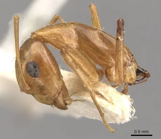 Camponotus discors - CASENT0910296