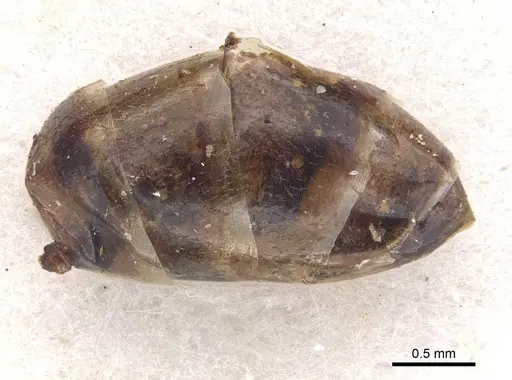 Camponotus discors - CASENT0910296